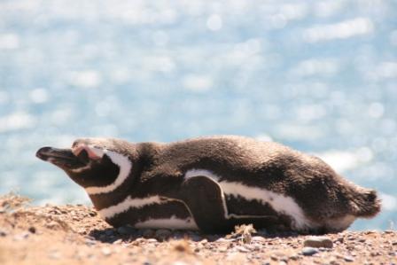 In der Sonne liegend